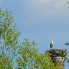 Storch mit Kind