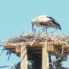 STORCH MIT KIND