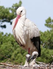 Storch mit Küken