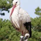 Storch mit Küken