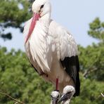 Storch mit Küken