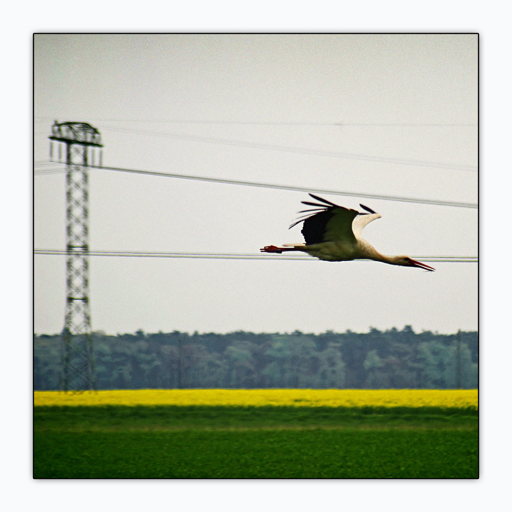 storch mit mast an feld aus raps