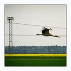 storch mit mast an feld aus raps