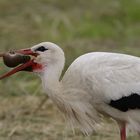 Storch mit Maus