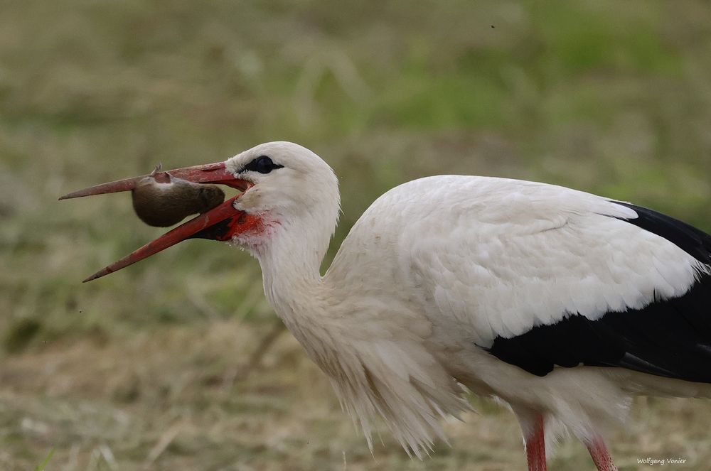 Storch mit Maus