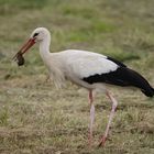 Storch mit Maus