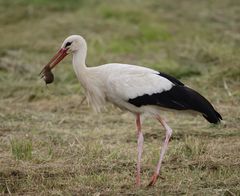 Storch mit Maus