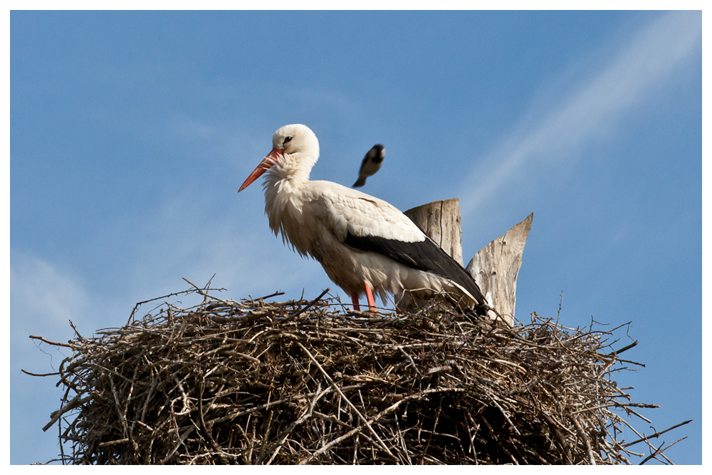 Storch mit Meise