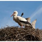 Storch mit Meise