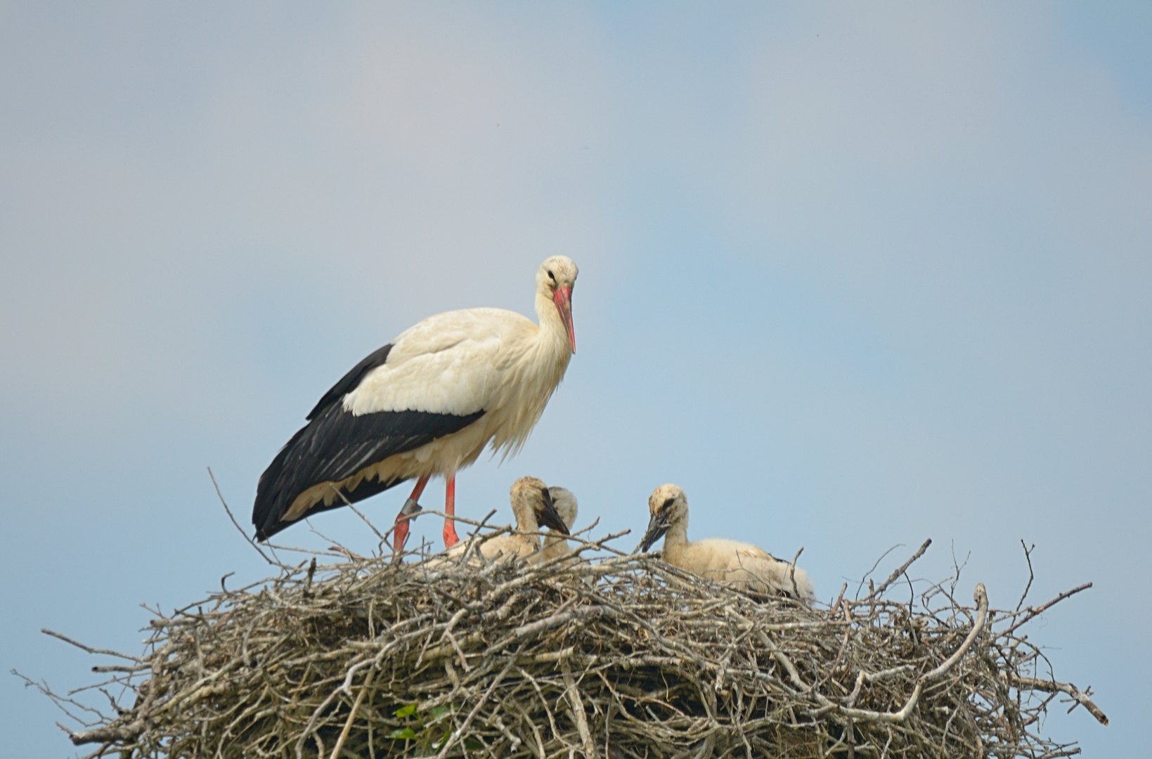 Storch mit Nachwuchs