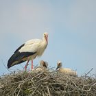 Storch mit Nachwuchs