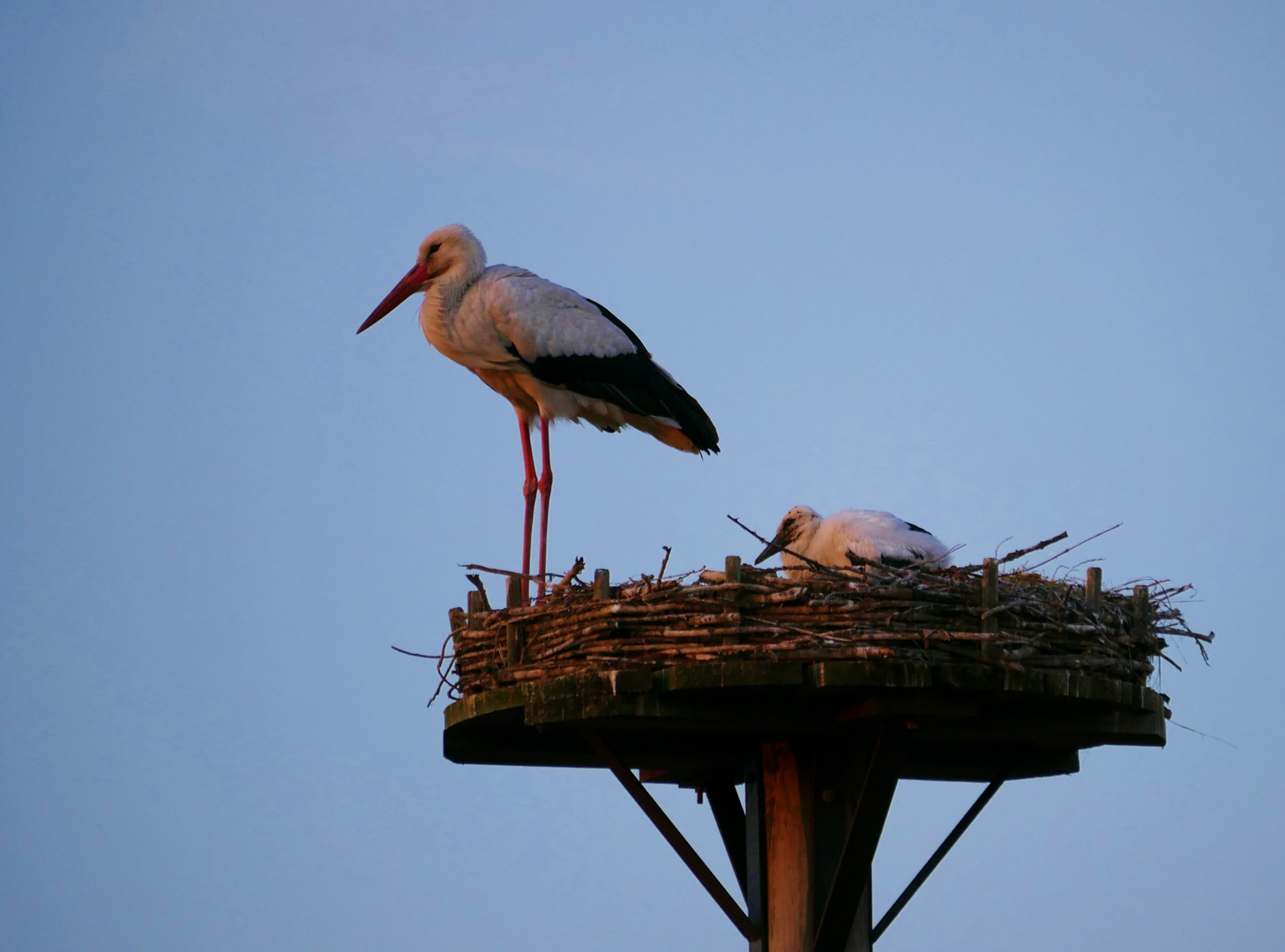 Storch mit Nachwuchs