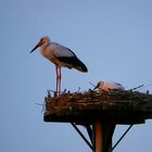 Storch mit Nachwuchs