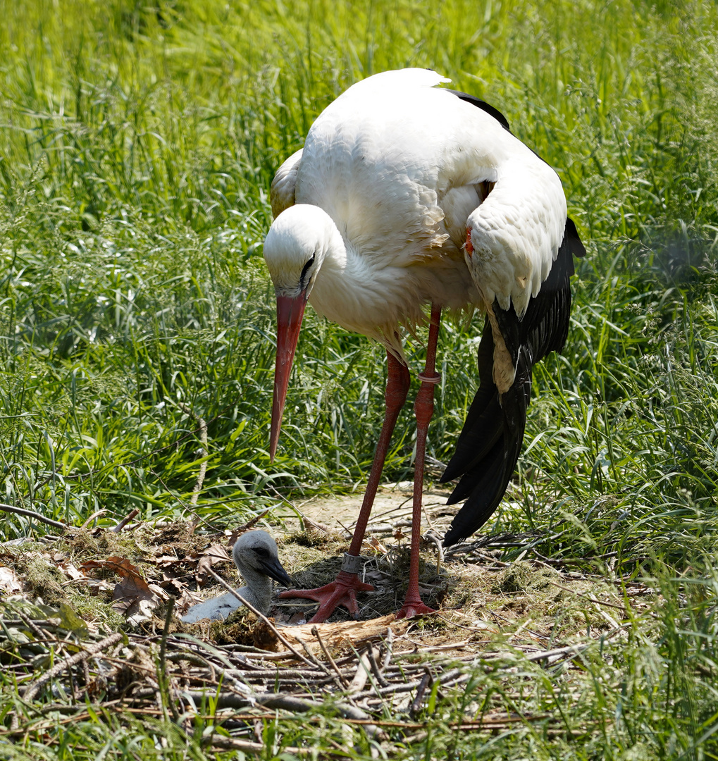 Storch mit Nachwuchs im Nest