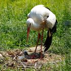 Storch mit Nachwuchs im Nest