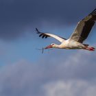 Storch mit Nestbaumaterial