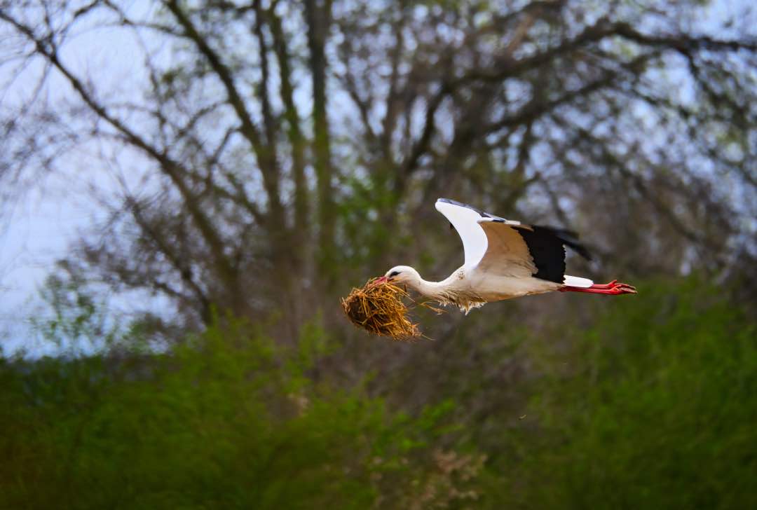 Storch mit Nistmaterial