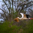 Storch mit Nistmaterial