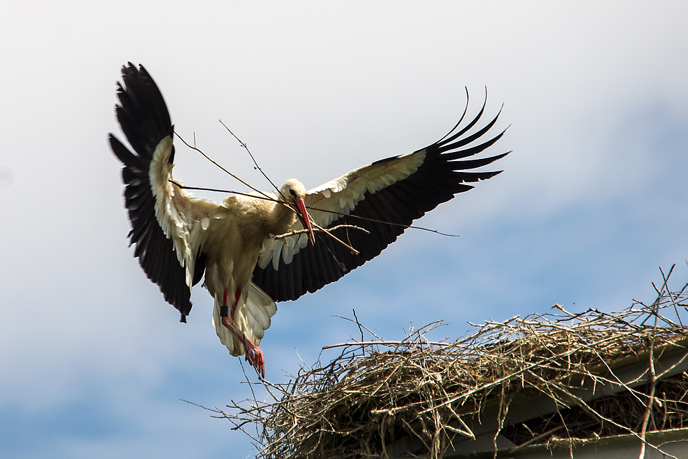 Storch mit Nistmaterial im Landeanflug