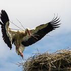 Storch mit Nistmaterial im Landeanflug