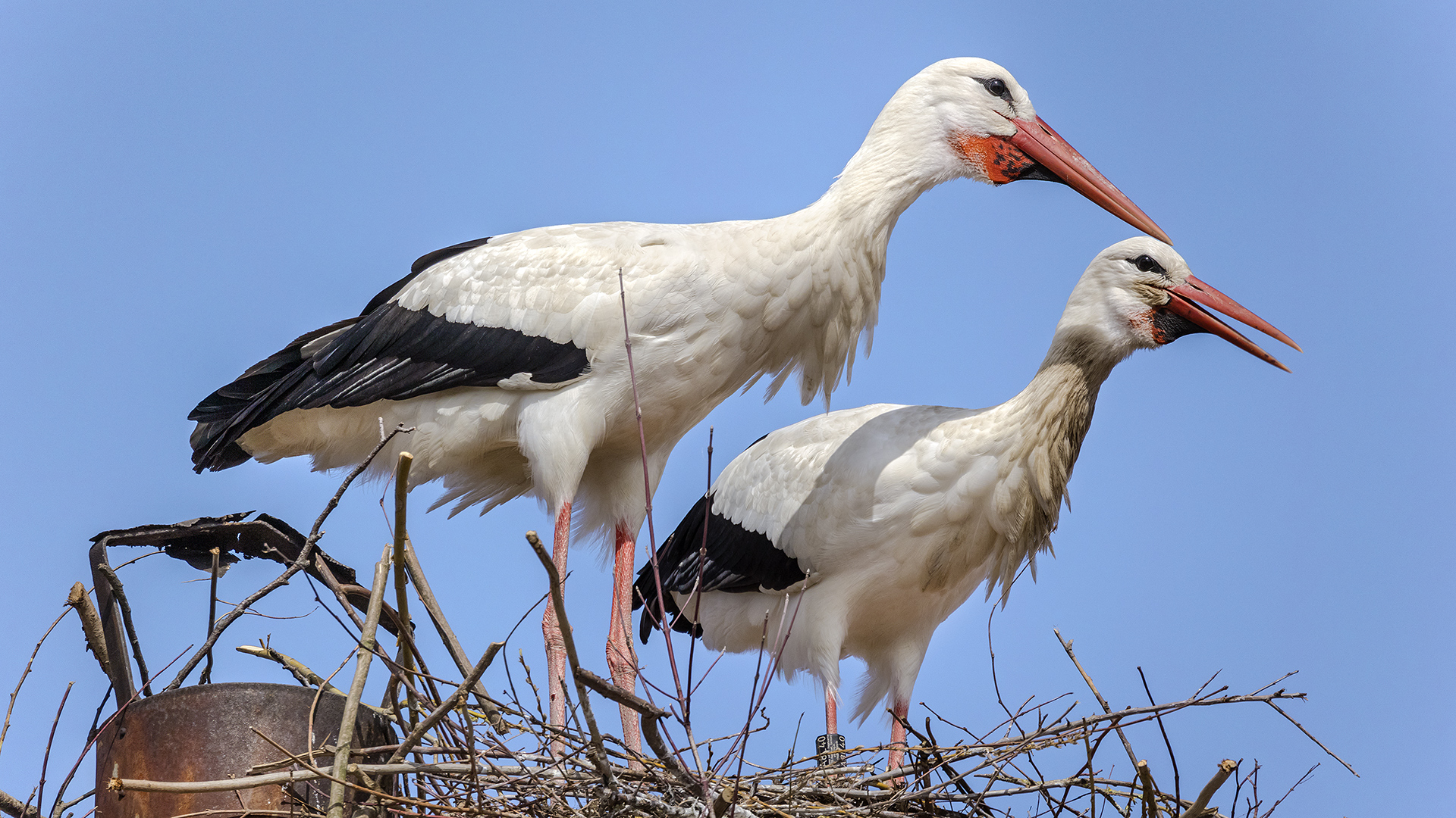 Storch mit PERSONALAUSWEIS