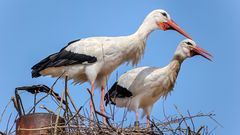 Storch mit PERSONALAUSWEIS