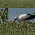 Storch mit Regenwurm, inkl. Detailausschnitt