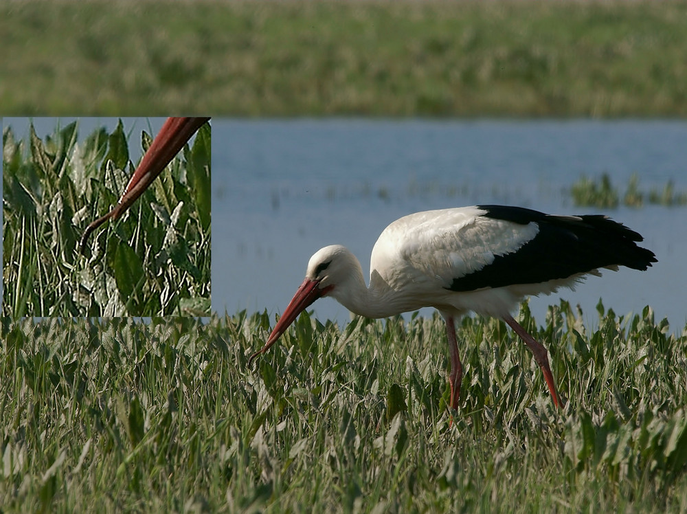 Storch mit Regenwurm, inkl. Detailausschnitt