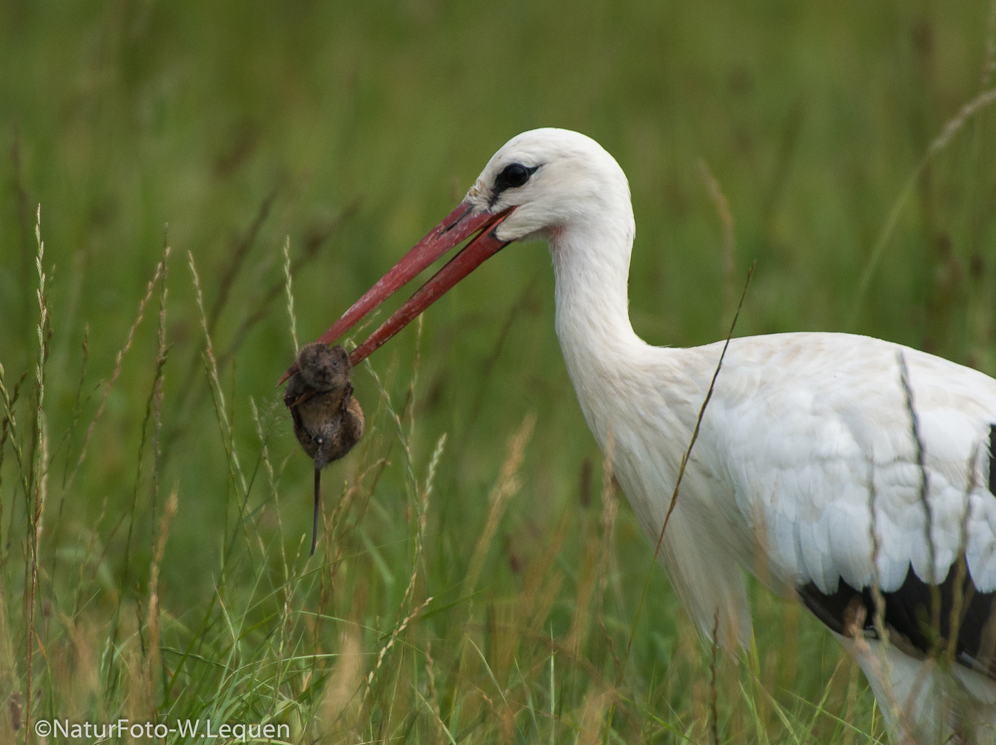 Storch mit Schermaus 