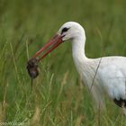 Storch mit Schermaus 