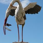 Storch mit Schlange, warum?