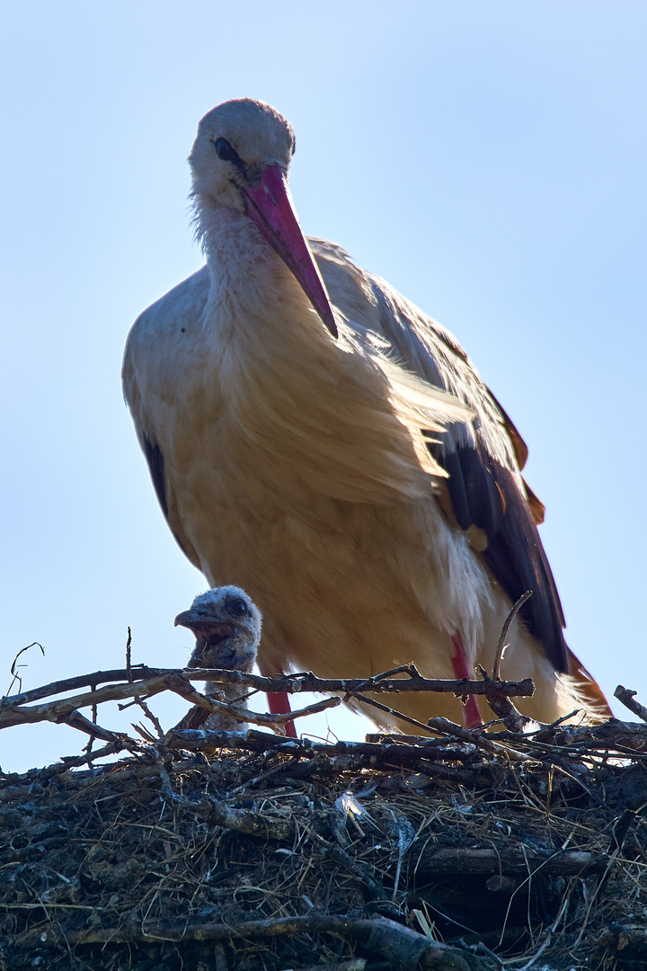 Storch mit seinem Nachwuchs