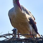 Storch mit seinem Nachwuchs