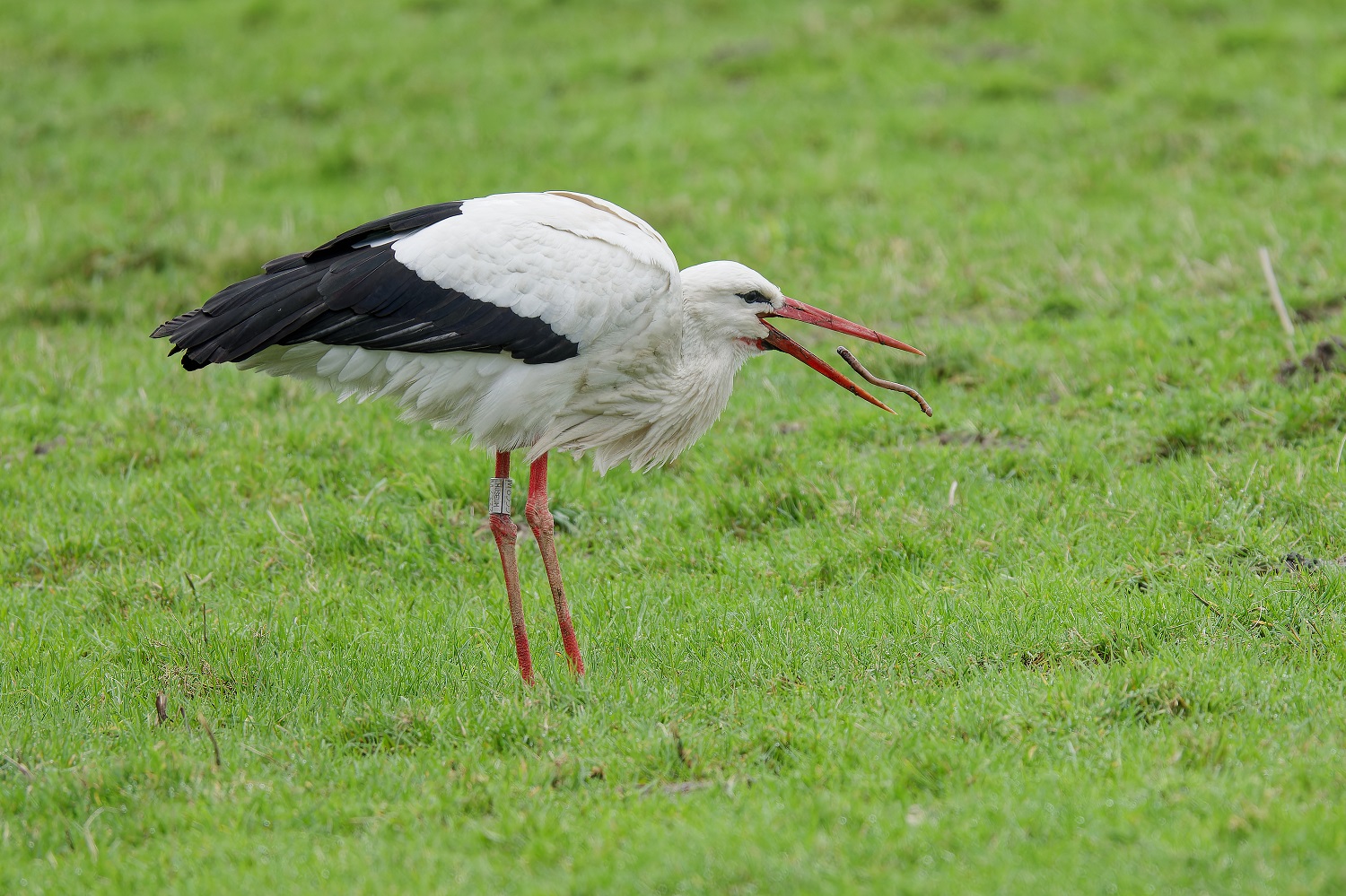 Storch mit Snack