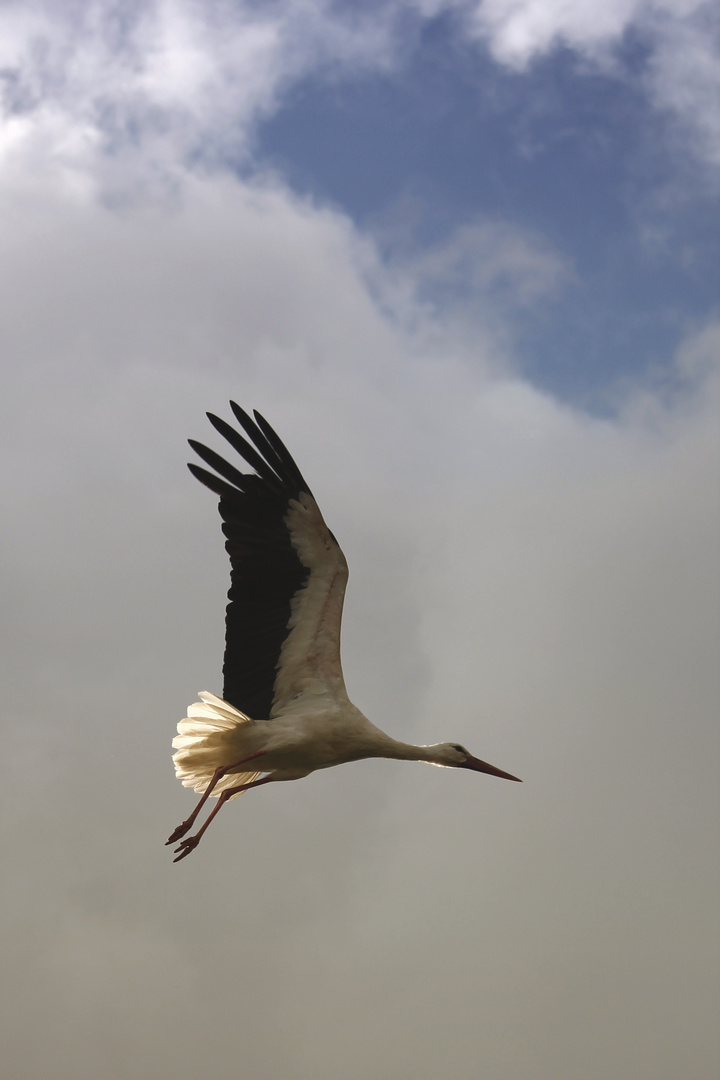 Storch mit Sonne von Achtern