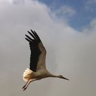 Storch mit Sonne von Achtern