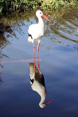 ... Storch mit Spiegelbild...