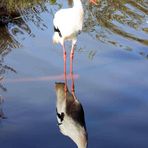 ... Storch mit Spiegelbild...