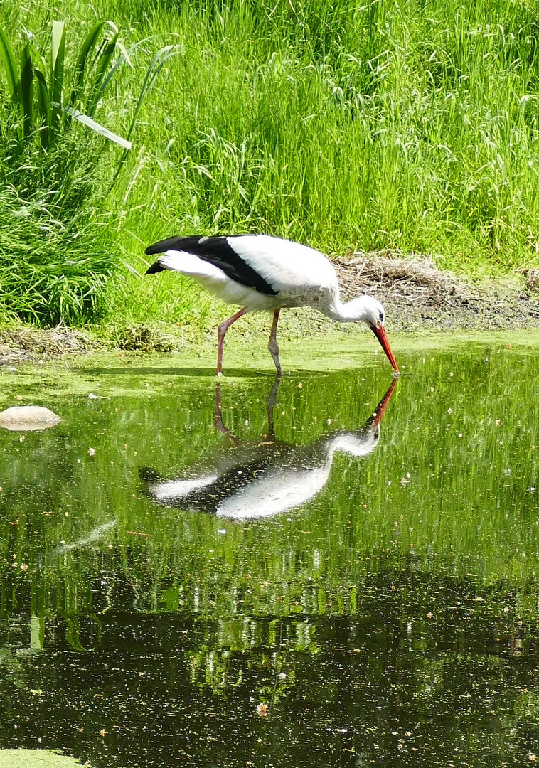 Storch mit Spiegelbild