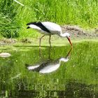 Storch mit Spiegelbild