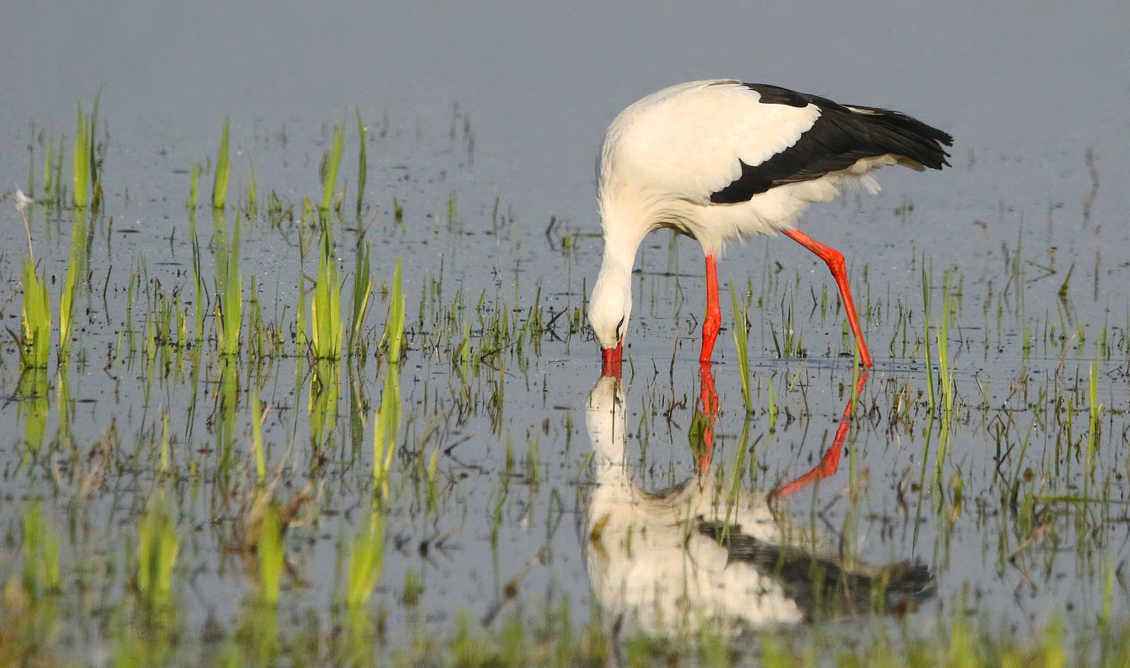 Storch mit Spiegelbild