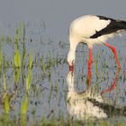 Storch mit Spiegelbild