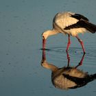 Storch mit Spiegelung