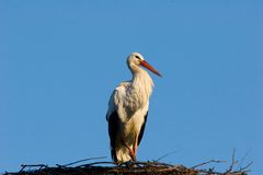 Storch mit Überblick - Ciconia ciconia