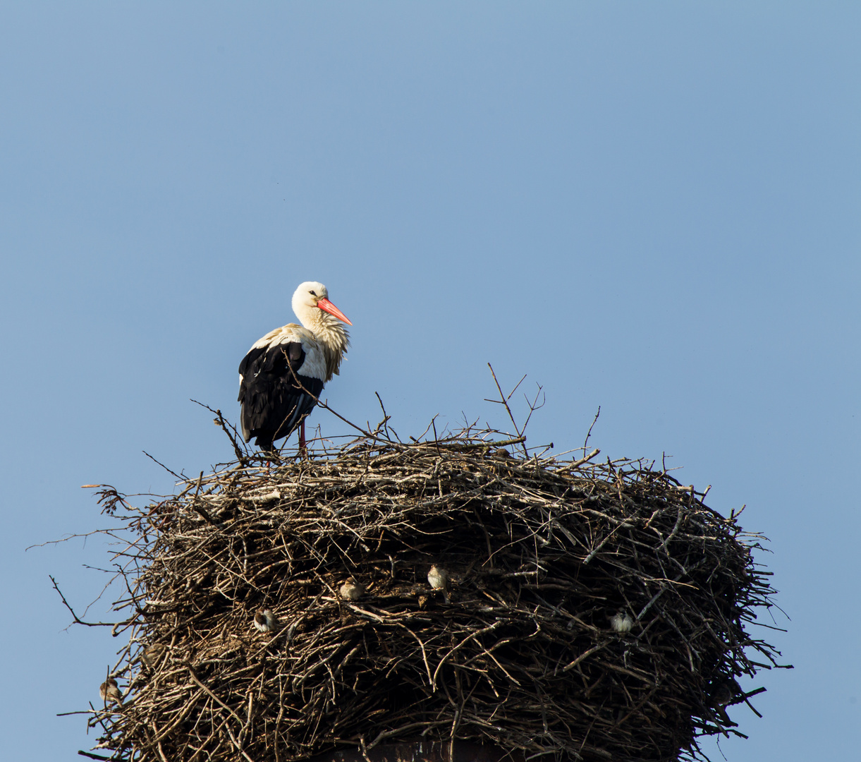 Storch mit Untermietern