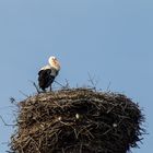 Storch mit Untermietern