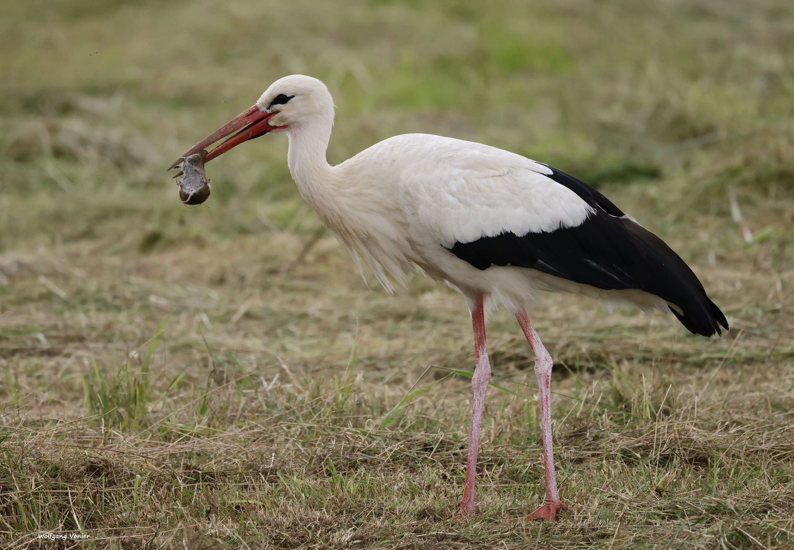 Storch mit Wühlmaus