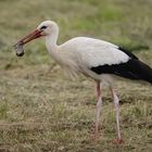 Storch mit Wühlmaus