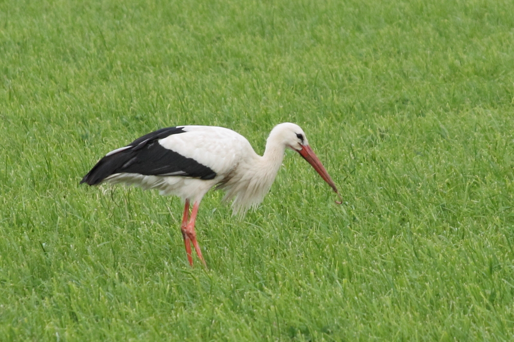 Storch mit Wurm