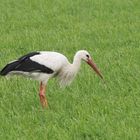 Storch mit Wurm